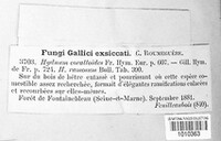 Hericium coralloides image